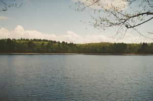 Wide blue lake with gentle ripples, distant low forested shore under a bright sky with puffy white clouds, bare branches with fresh buds framing the top