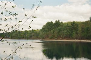 Calm lake with glassy reflections of dense evergreen forest, thin branch with young green leaves in soft-focus foreground, pale sandy shore with distant figures